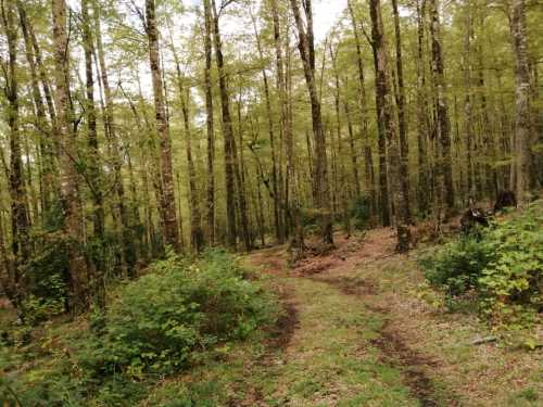 Venta Campo 8 hectreas con orilla de ro Trancura en Puesco Bajo 