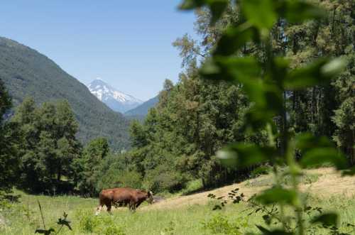 Venta Parcelas en Estancia La Guillermina: Tu Refugio Natural en el Sur de Chile